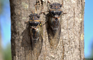two cicadas on olive tree 