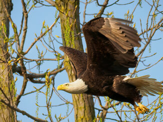 bald eagle flying near trees