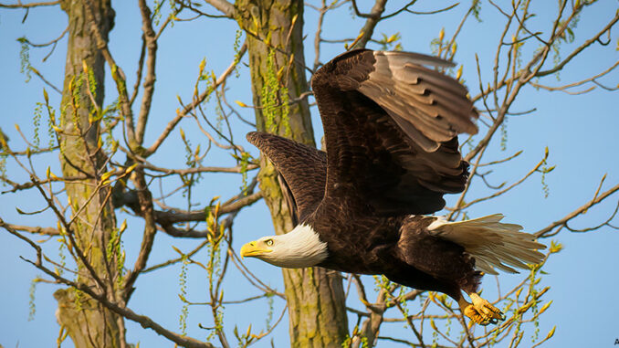 041921_02P_FS bald eagle flying near trees