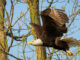 bald eagle flying near trees