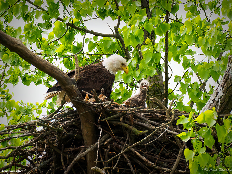 bald eagle on nest with fledgling eagle chick