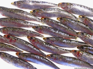 a school of sardines against a white background