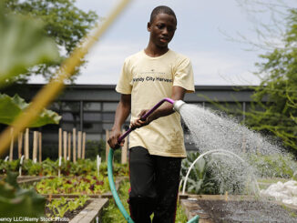 watering vegetable beds at the Windy City Harvest Youth Farm