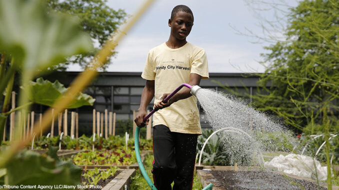 Oluwapelumi Ajayi, 15, waters vegetable beds at the Windy City Harvest Youth Farm, operated by the Chicago Botanic Garden, on Thursday, June 26, 2014 in Chicago. Community groups and organizations from the Chicago Botanic Garden to the Boys and Girls Club watering vegetable beds at the Windy City Harvest Youth Farm