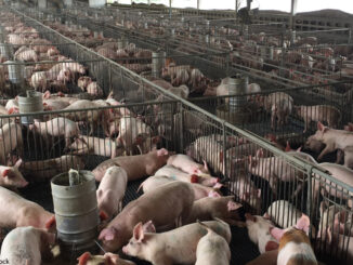 view Inside a breeding pig farm