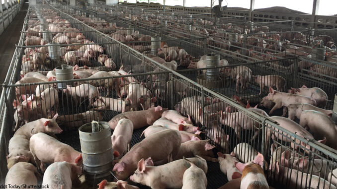 view of Inside of Big breeding pig farm view Inside a breeding pig farm