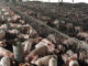 view Inside a breeding pig farm