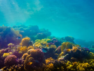 underwater photograph of coral reef