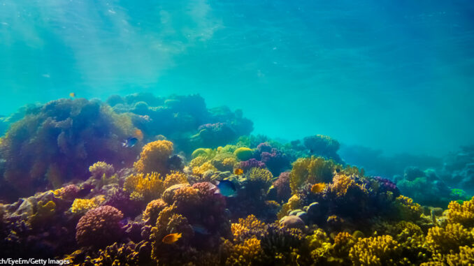 Coral In Sea underwater photograph of coral reef