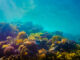underwater photograph of coral reef