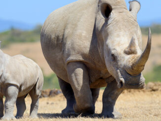African white rhinos