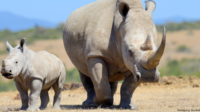 African white rhino, National park of Kenya African white rhinos