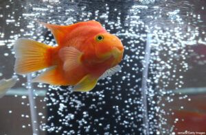 Aquarian goldfish