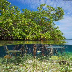 Mangrove with tropical fish, split view over and under water surface
