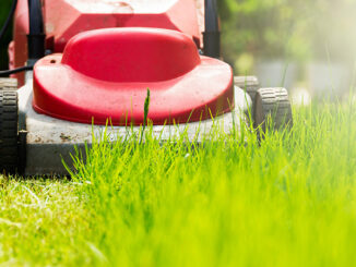 sunny lawn mowing in the garden