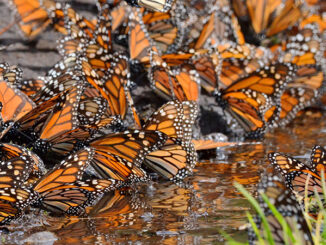A large group of orange and black monarch butterflies bunched together.