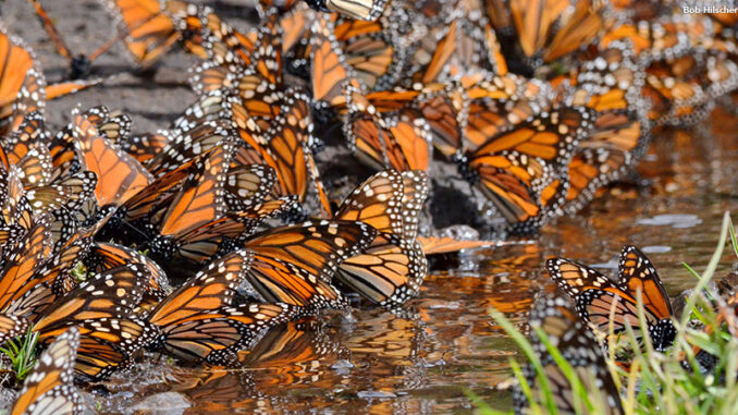 060622_03P_FS A large group of orange and black monarch butterflies bunched together.