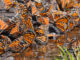 A large group of orange and black monarch butterflies bunched together.