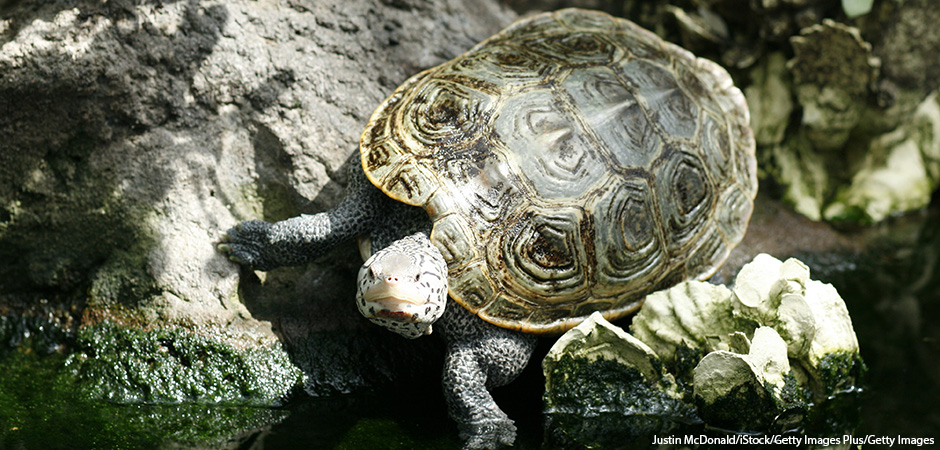 Diamondback terrapin turtle