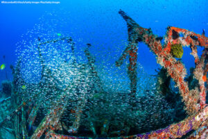 a school of fish swim around an underwater shipwreck.