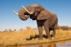 African elephant