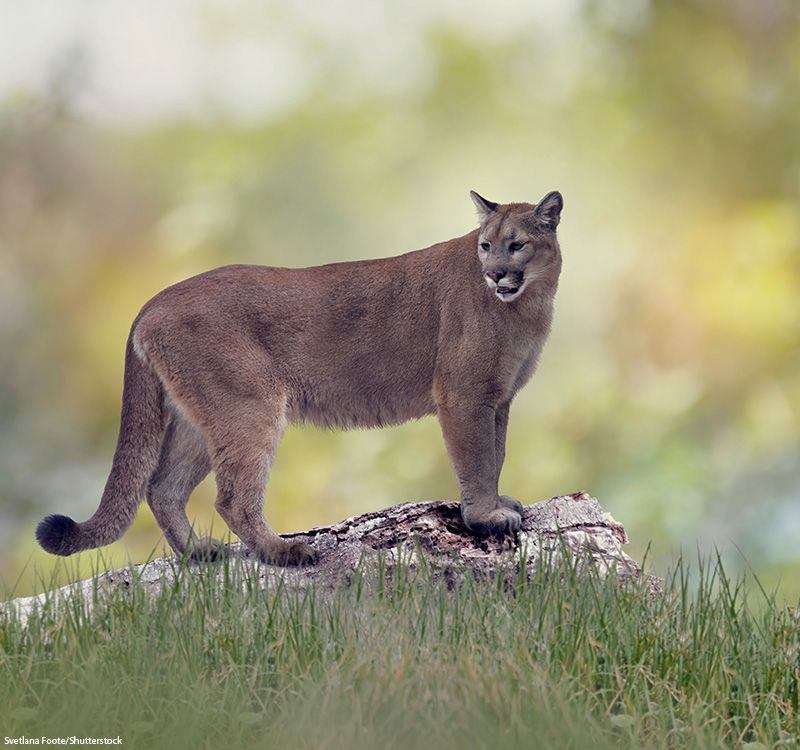 Florida panther standing on a log