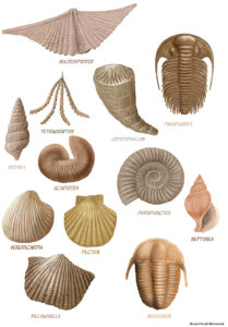 a digital illustration of marine fossils