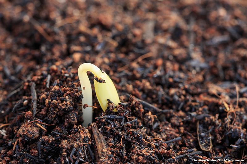 Young green plant in soil