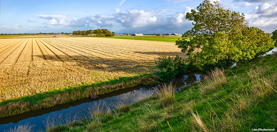An agriculture wheat farm field at rural river shore landscape