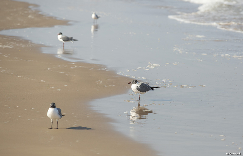 Laughing gulls searching for food in the surf