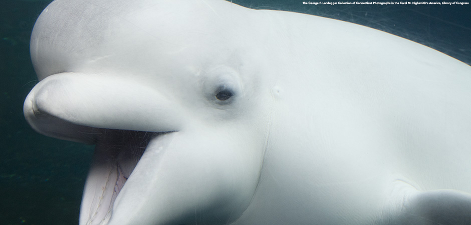 beluga whale