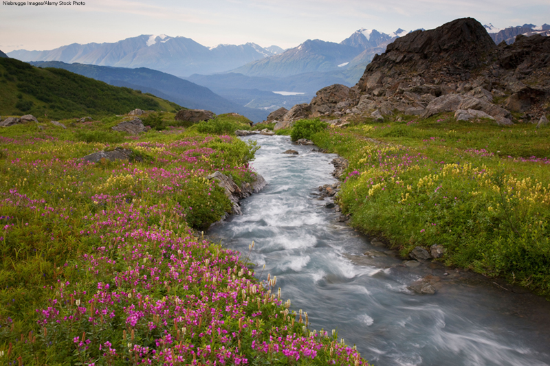Wildflowers along a stream on Mt. Marathon, Seward, Alaska.
