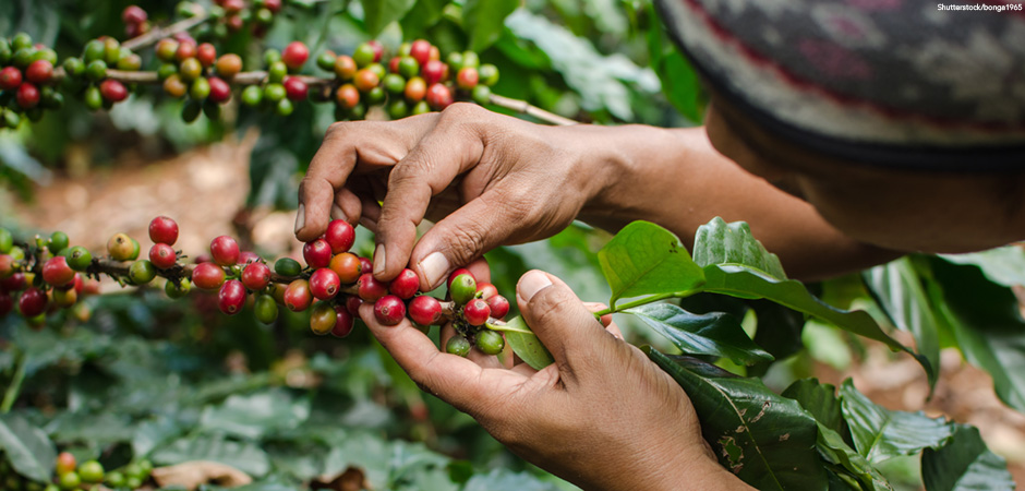 Can Coffee Stimulate an Economy?