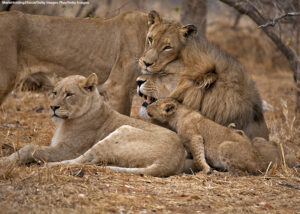 Family of Lions in Kruger National Park in South Africa