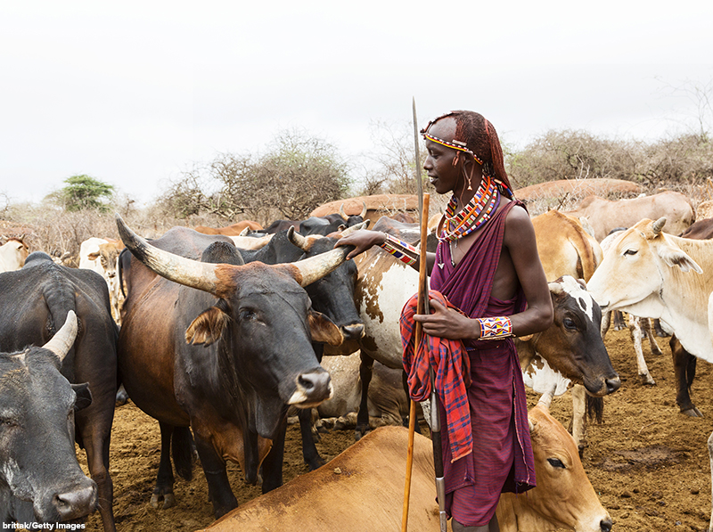 Young Maasai male with cattle in Kenya.