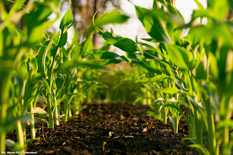 Tall stalks of golden corn stretch towards the sky