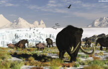 Ancient Woolly Rhino Fossil Discovered