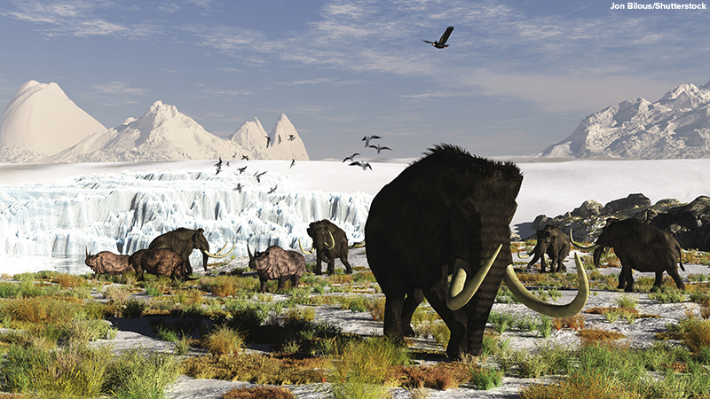 Ancient Woolly Rhino Fossil Discovered