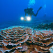 Women’s History Month: Dr. Sylvia Earle