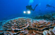 Women’s History Month: Dr. Sylvia Earle