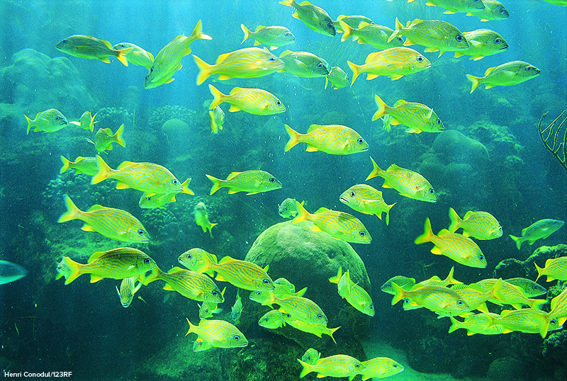 school of fish