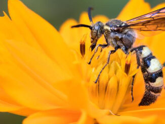close up photo of a wasp on a flower