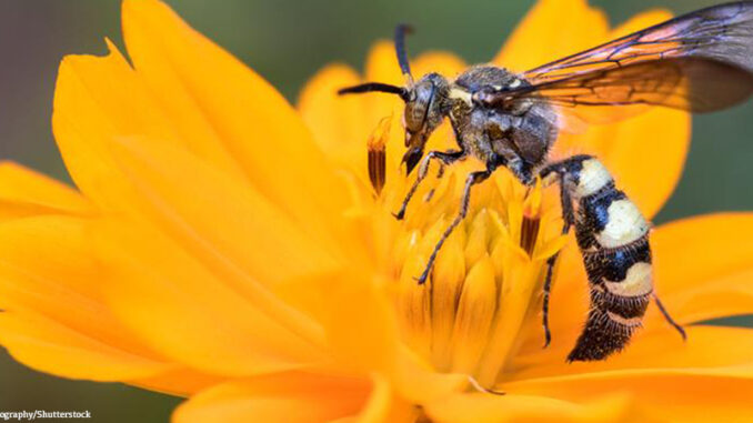082525_001P_FS close up photo of a wasp on a flower