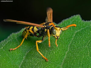 A close up photo of a wasp on a leaf
