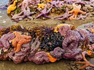 Sea stars clustered at low tide on a Washington state beach.