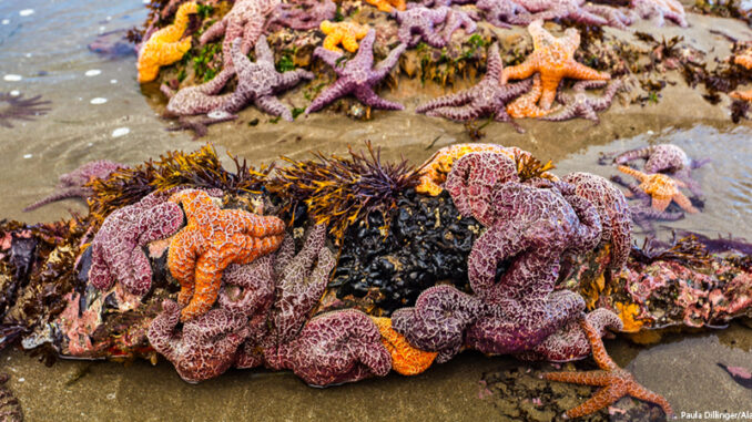 Sea stars clustered at low tide on a Washington state beach.