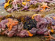 Sea stars clustered at low tide on a Washington state beach.