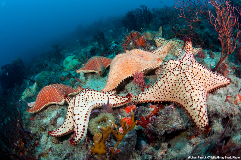 Sea stars crawl over a coral reef in Palm Beach, Florida.