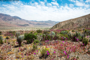 Flowering desert (Spanish: desierto florido) in the Chilean Atacama.