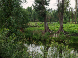 Canal and chinampa farm plot, Xochimilco, Mexico City, Mexico